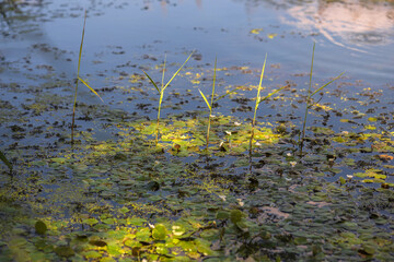 Summer Lake Landscape with Green Grass and Blue Sky