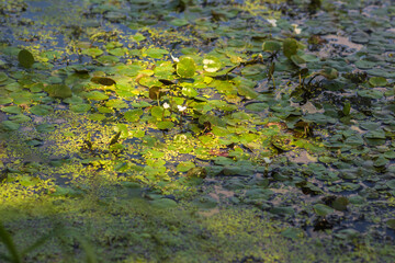 Summer Lake Landscape with Green Grass and Blue Sky