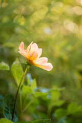 Obraz premium Delicate orange dahlia flowers growing in cottage garden