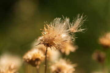 Summer Lake Landscape with Green Grass and Blue Sky