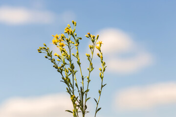 Summer Lake Landscape with Green Grass and Blue Sky