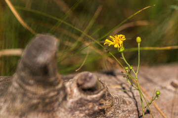 Summer Lake Landscape with Green Grass and Blue Sky