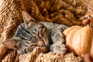 Tabby cat sleeping hugging with pumpkin on wicker chair on woolen blanket. Fall mood, autumn vibes. Thanksgiving day.