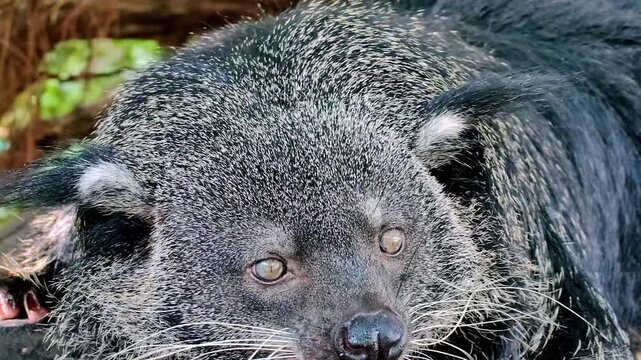 Binturong or bearcat close-up, eats fruits while feeding at zoo