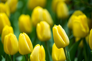 Naklejka premium Close-up of vibrant yellow tulips blooming in a lush garden with green leaves in the background creating a stunning floral scene