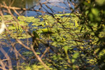 Summer Lake Landscape with Green Grass and Blue Sky