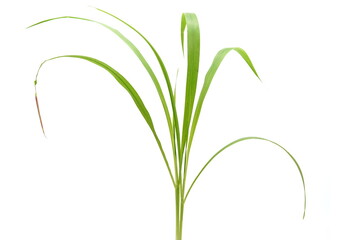 Grass is used as animal feed.