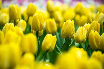 Fototapeta premium Close-up of vibrant yellow tulips blooming in a lush garden with green leaves in the background creating a stunning floral scene