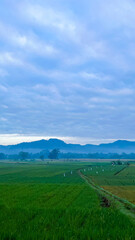 Obraz premium Wide view of lush green rice fields with distant hills under a cloudy sky in a rural landscape.