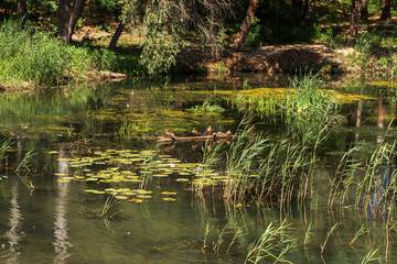 Summer Lake Landscape with Green Grass and Blue Sky