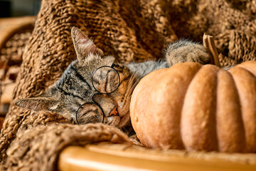 Tabby cat sleeping hugging with pumpkin on wicker chair on woolen blanket. Fall mood, autumn vibes. Thanksgiving day.