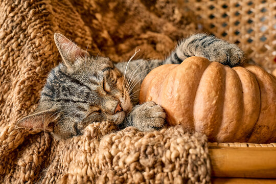 Tabby cat sleeping hugging with pumpkin on wicker chair on woolen blanket. Fall mood, autumn vibes. Thanksgiving day.
