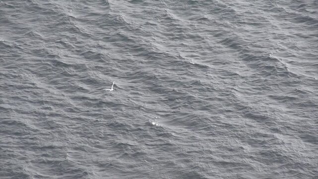 Mouette sur l'oc&eacute;an