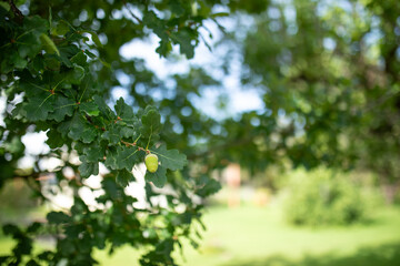 Acorns growing on oak tree in cottage garden