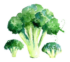 Watercolor broccoli. Hand drawn isolated illustration © pim