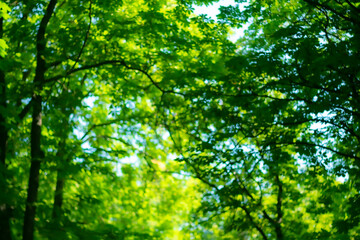 Blurred image of trees with green foliage against sky as summer nature background.