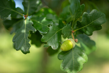 Acorns growing on oak tree in cottage garden
