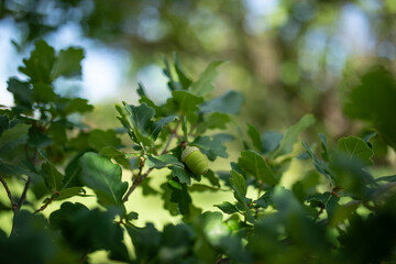 Acorns growing on oak tree in cottage garden