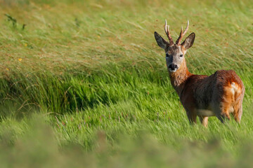Roe Deer Buck In Grass At Keyhaven Marsh - CPY H