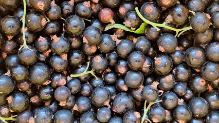 Fresh black currants piled together, showcasing their rich color and glossy texture, surrounded by green leaves, representing the essence of nature's bounty and healthy eating