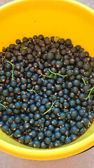 Freshly harvested black currants fill a bright yellow bucket, showcasing the rich texture and vibrant color of the berries, ready for culinary uses and preserving