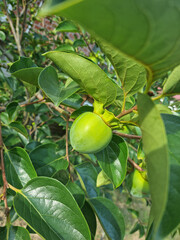 
It is a persimmon tree with unripe persimmons.