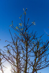 Bare Tree Branches Reaching Toward Blue Sky