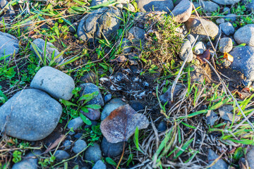 Winter Riverbank Ground with Spider Web