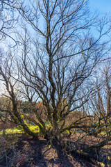 Leafless Mossy Tree in Winter Sunlight