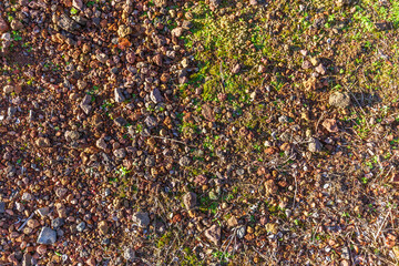 Sunlit Rocky Soil with Moss and Sprouts