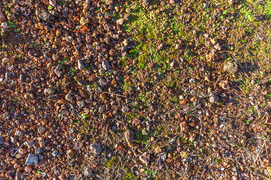 Sunlit Rocky Soil with Moss and Sprouts