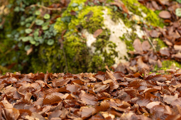 fallen leaves in autumn in the forest, Turkey. shallow depth of filed