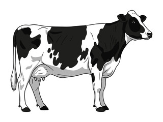 Holstein Cow: A realistic depiction of a black and white Holstein cow standing, showcasing its distinctive markings and serene presence, against a clean backdrop.