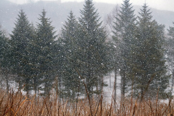 Fototapeta premium Heavy Snowfall in a Pine Forest Landscape