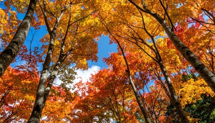 Fototapeta premium Autumn forest canopy