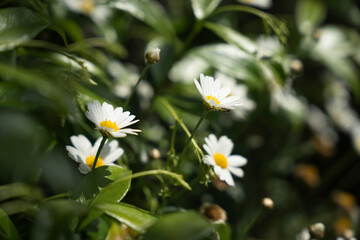 Gros plan sur une marguerite blanche