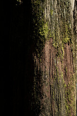 Obraz premium Old tree bark with moss close up