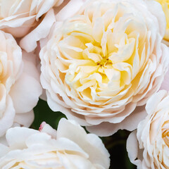 Square closeup of creamy yellow garden roses with layered petals, pastel tones, soft light, romantic floral composition, elegant wedding decor, summer bloom, delicate botanical beauty