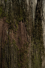 Old tree bark with moss close up