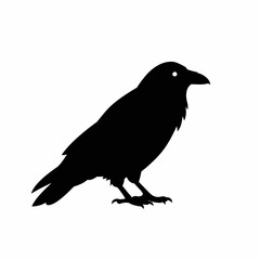 Obraz premium Black Silhouette of Crow
