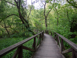 wooden walkways over marshy areas among green willows in Losiny Ostrov National Park, Moscow, Russia