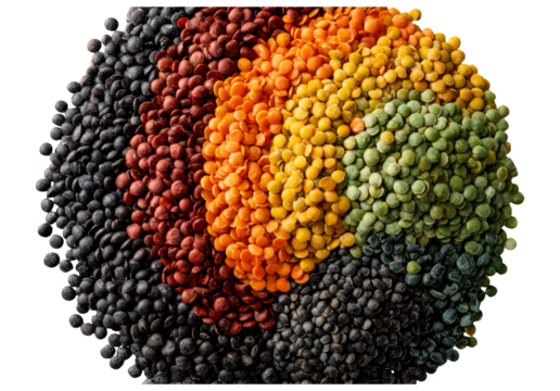 Five Natural Colors of Lentils on Transparent Background