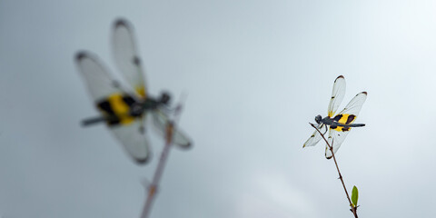 Pied paddy skimmer dragonfly resting on a branch