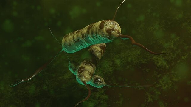 Amphitrichous Bacteria