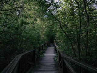 wooden walkways over marshy areas among green willows in Losiny Ostrov National Park, Moscow, Russia