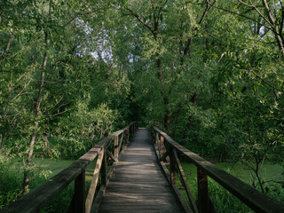wooden walkways over marshy areas among green willows in Losiny Ostrov National Park, Moscow, Russia