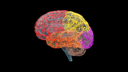 Side view of the human brain's left hemisphere in wireframe mesh with distinct colored lobes, shown on a black background for scientific, educational, and conceptual mind-related use.