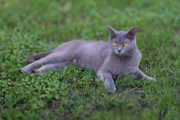 Obraz premium A stunningly beautiful gray cat is elegantly lounging peacefully on vibrant green grass beneath the warm sunlight