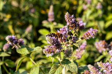Fotowalk Pfarrwerfen -Bahnhof Werfen - Blume mit Biene