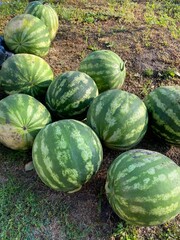 Fresh watermelons harvested in a rural village garden